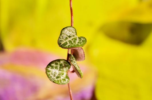 Green leaves of ceropegia woodii also called chain of hearts or string of hearts on colored background, evergreen succulent plant with leaves shaped like heart