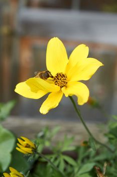 On a garden flower blooming with yellow leaves, a diligent bee supplies itself with a portion of pollen.