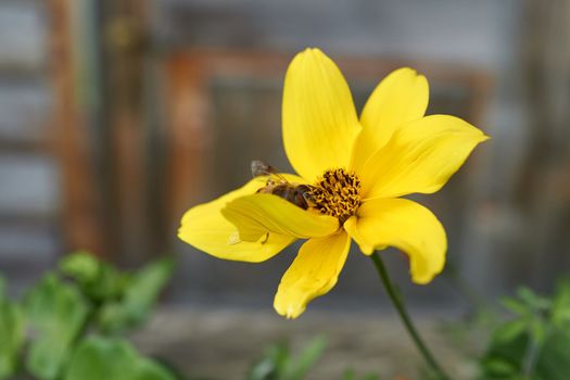 On a garden flower blooming with yellow leaves, a diligent bee supplies itself with a portion of pollen.