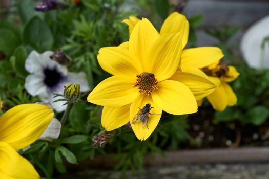 All kinds of insects gather on the yellow leaves of a blooming garden flower.