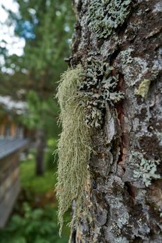 Lichens and moss grow on the bark of an old tree.