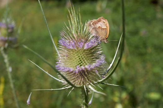 A butterfly supplies itself with the vital nectar on a pink flowering thistle.