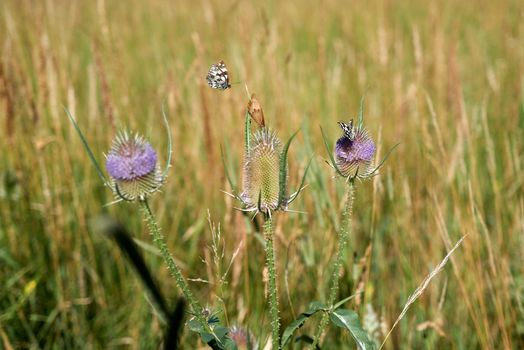 Three beautiful butterflies supplies themselves with the vital nectar on two pink flowering thistles.