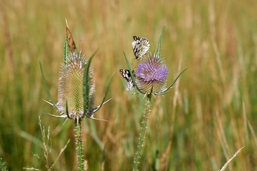 Three beautiful butterflies supplies themselves with the vital nectar on two pink flowering thistles.