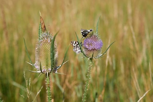 Three beautiful butterflies supplies themselves with the vital nectar on two pink flowering thistles.