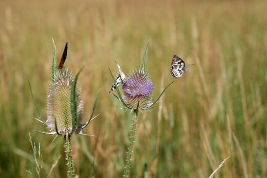 Three beautiful butterflies supplies themselves with the vital nectar on two pink flowering thistles.