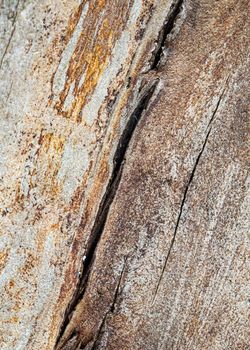 Detail of bare log showing grain and cracks.