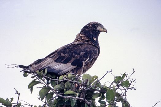 Bateleur (Terathopius acaudatus), Central Kalahari Game Reserve, Ghanzi, Botswana, Africa