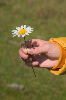 woman's hand hold one chamomile flower in green field in summer, close-up.