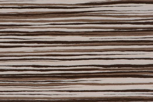 Texture of natural wood with horizontal black and white stripes. Zebra wood texture close up. High quality wooden background.