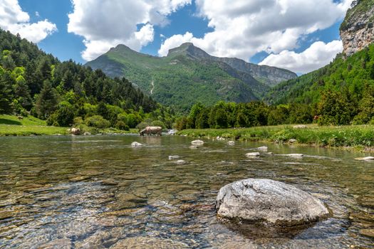 Herd of cows crossing a mountain river