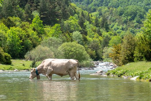 Lonely cow crossing a river