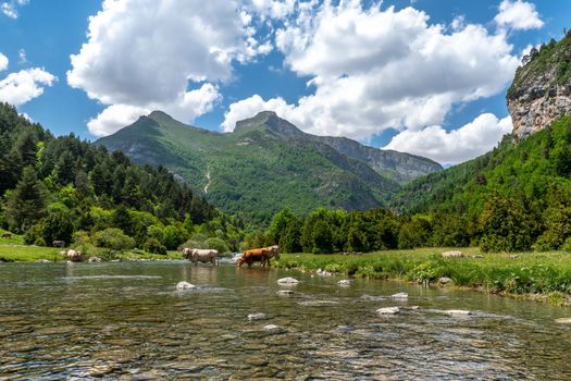 Herd of cows crossing a mountain river