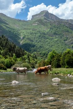 Herd of cows crossing a mountain river