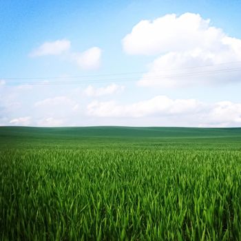 Green field and blue sky with clouds, beautiful meadow as nature and environmental background.