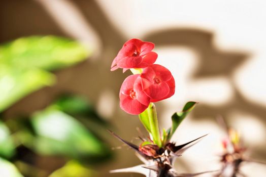 Red flowers of euphorbia geroldii -thornless crown of thorns - ,succulent plant