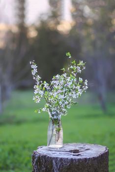 Spring cherry bouquet in a glass vase outdoors