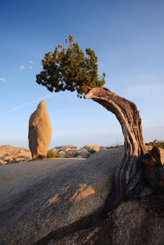 a small lone tree growing on a rock in Joshua tree national park