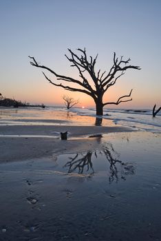 dead tree on a beach at botany bay near Charleston as seen during low tide