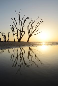 dead tree on a beach at botany bay near Charleston as seen during low tide