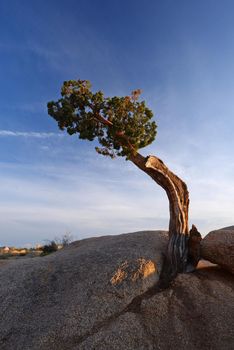 a small lone tree growing on a rock in Joshua tree national park