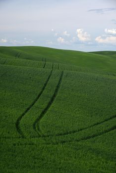 rolling hill of wheat farm land in palouse washington