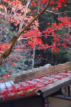 colorful maple tree with japanese style roof