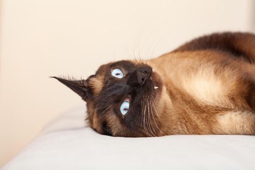 Portrait of a Siamese cat with beautiful blue eyes which is resting and sleeping on the bed