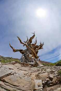 a thousand year old living bristlecone tree in white mountain near sierra nevada