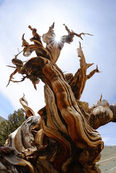 a thousand year old living bristlecone tree in white mountain near sierra nevada