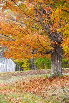 trees in vermont are changing color in autumn