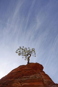 a small tree sticking out of red sandstone rock