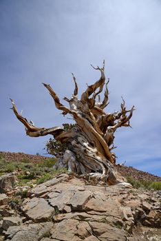 a thousand year old living bristlecone tree in white mountain near sierra nevada