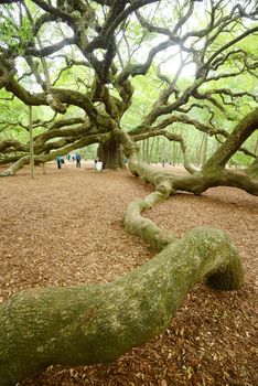 a old historic angel oak tree near charleston, south carolina