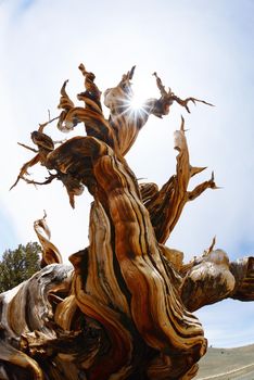 a thousand year old living bristlecone tree in white mountain near sierra nevada