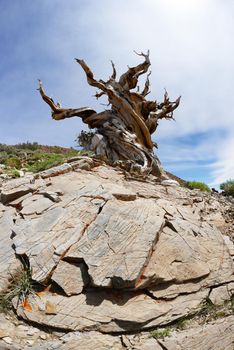 a thousand year old living bristlecone tree in white mountain near sierra nevada