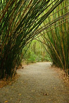 bamboo groove in a plantation near charleston
