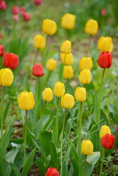 colorful red and yellow tulip in a garden in korea