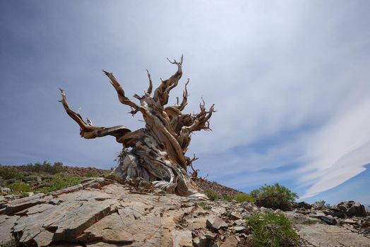 a thousand year old living bristlecone tree in white mountain near sierra nevada