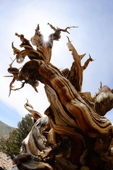 a thousand year old living bristlecone tree in white mountain near sierra nevada