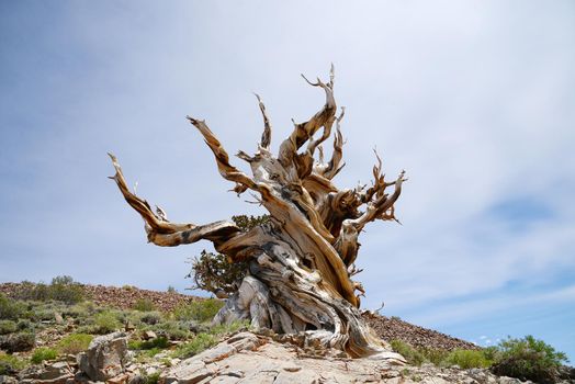 a thousand year old living bristlecone tree in white mountain near sierra nevada