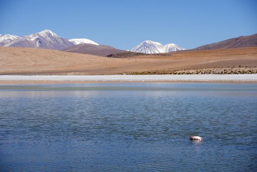 snow cap mountain in high altitude atacama desert in bolivia with lagoon