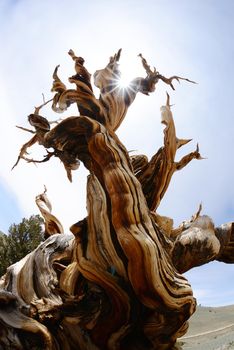 a thousand year old living bristlecone tree in white mountain near sierra nevada