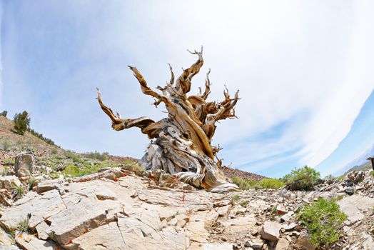 a thousand year old living bristlecone tree in white mountain near sierra nevada