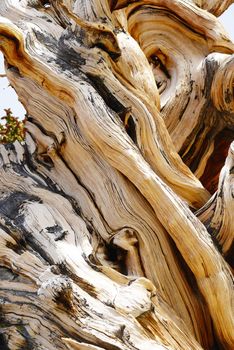 a thousand year old living bristlecone tree in white mountain near sierra nevada
