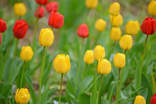 colorful red and yellow tulip in a garden in korea