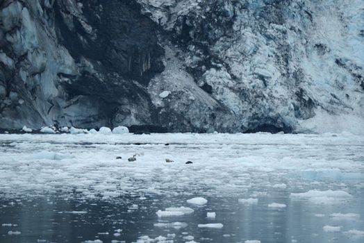 blue color of tidewater glacier in prince william sound in alaska