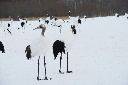 Japanese crane in Hokkaido