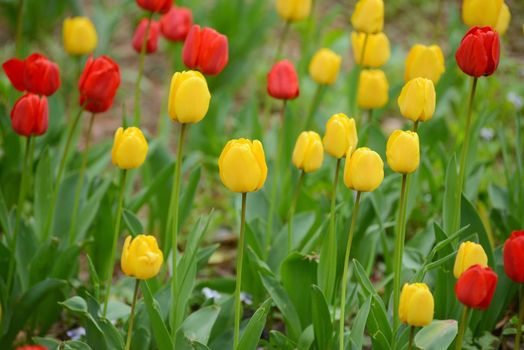 colorful red and yellow tulip in a garden in korea