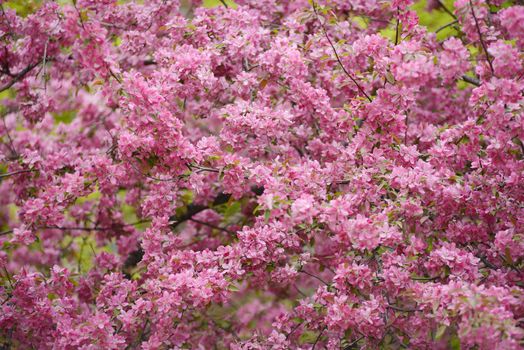 cherry blossom flower in seoul, korea in april